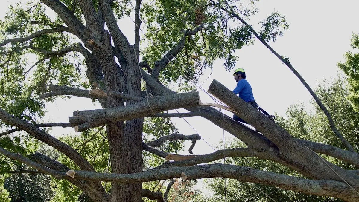 Professional Crown Thinning performed by certified arborists in Cofield