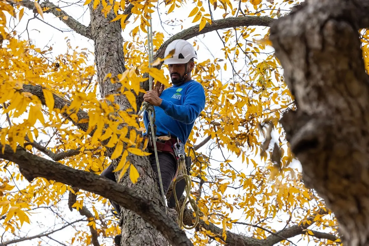 Skilled Tree Planing crew working in Cofield